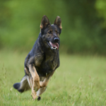 German Shepherd Dog running in a grassy field